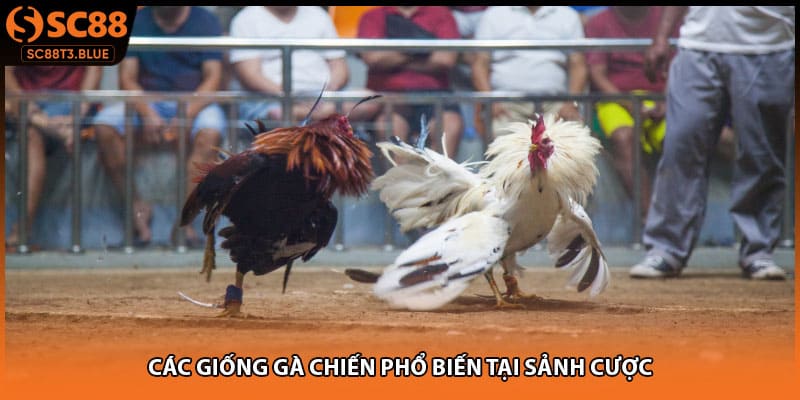 Các giống gà chiến phổ biến tại sảnh cược