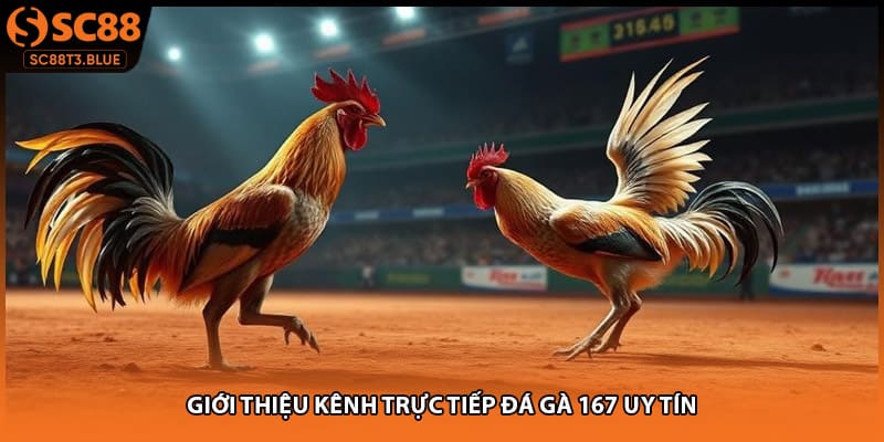 Giới thiệu kênh trực tiếp đá gà 167 uy tín