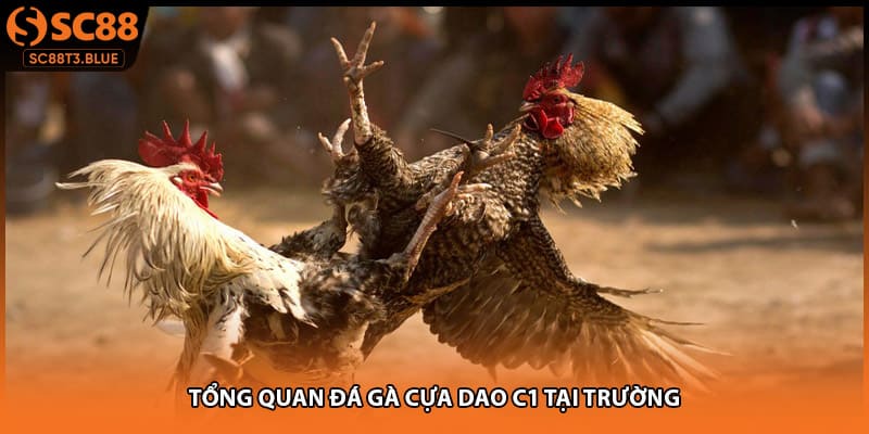 Tổng quan đá gà cựa dao c1 tại trường